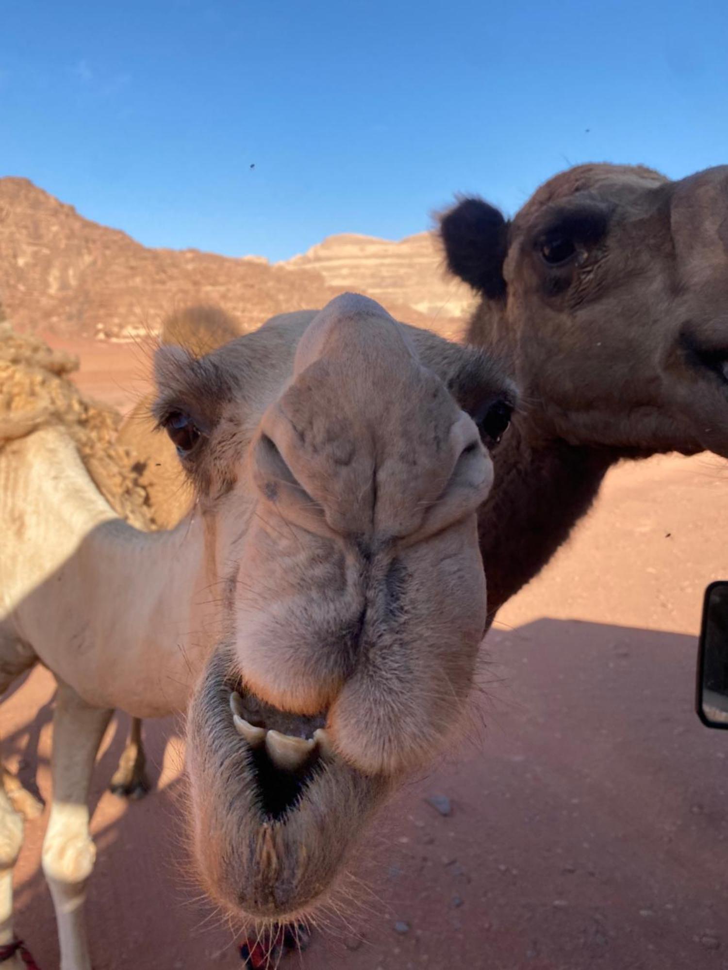 ホテル Wadi Rum Desert Heart Camp エクステリア 写真