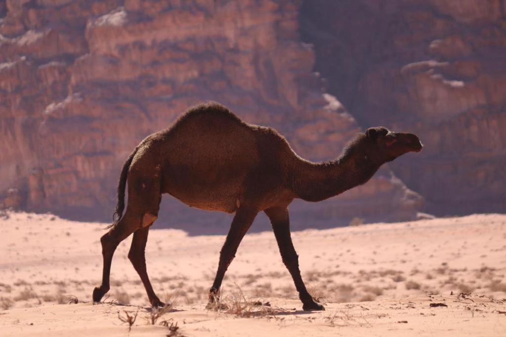 ホテル Wadi Rum Desert Heart Camp エクステリア 写真